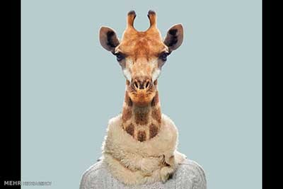 اخبار,اخبارگوناگون  , عکس پرسنلیِ حیواناتِ خوشتیپ 