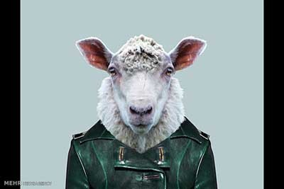 اخبار,اخبارگوناگون  , عکس پرسنلیِ حیواناتِ خوشتیپ 