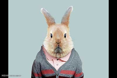 اخبار,اخبارگوناگون  , عکس پرسنلیِ حیواناتِ خوشتیپ 