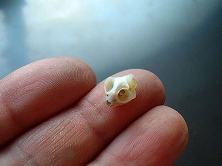 اخبار,اخبار گوناگون,جواهرات با جمجمه های مرواریدی