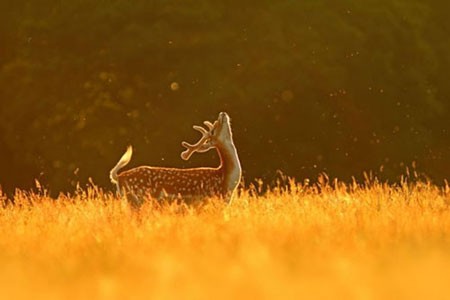 اخبار,اخبار فرهنگی, عکاسی مینیمالیستی بسیار زیبا