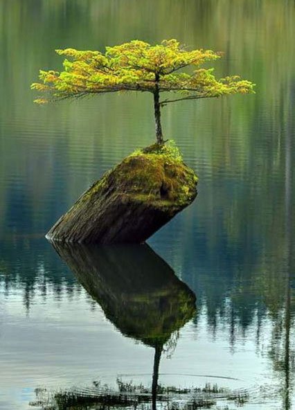 اخبار,اخبار فرهنگی, عکاسی مینیمالیستی بسیار زیبا