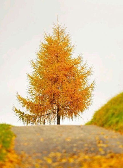 اخبار,اخبار فرهنگی, عکاسی مینیمالیستی بسیار زیبا