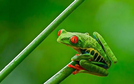 اخبار,اخبار گوناگون,قورباغه‌های درختی