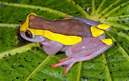 اخبار,اخبار گوناگون,قورباغه‌های درختی