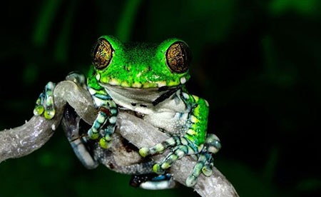 اخبار,اخبار گوناگون,قورباغه‌های درختی