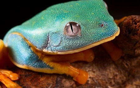 اخبار,اخبار گوناگون,قورباغه‌های درختی