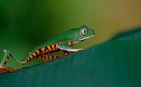 اخبار,اخبار گوناگون,قورباغه‌های درختی