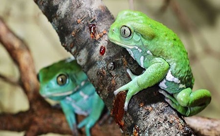 اخبار,اخبار گوناگون,قورباغه‌های درختی