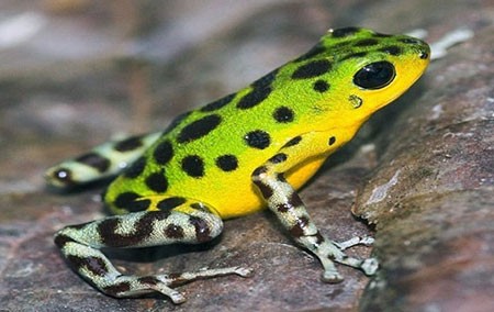 اخبار,اخبار گوناگون,قورباغه‌های درختی