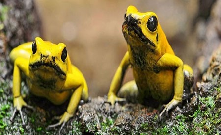 اخبار,اخبار گوناگون,قورباغه‌های درختی