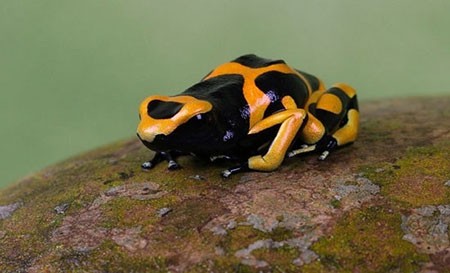 اخبار,اخبار گوناگون,قورباغه‌های درختی