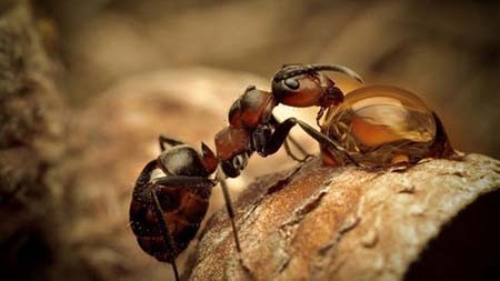 اخبار,اخبار گوناگون,عکس‌هایی از زیبایی و خشونت در حیات وحش
