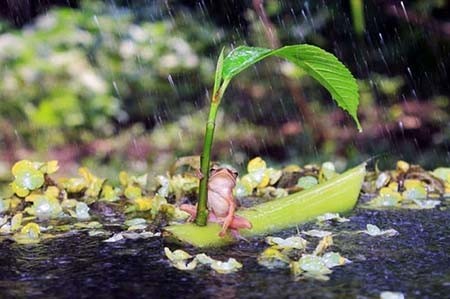 اخبار,اخبار گوناگون,عکس‌هایی از زیبایی و خشونت در حیات وحش