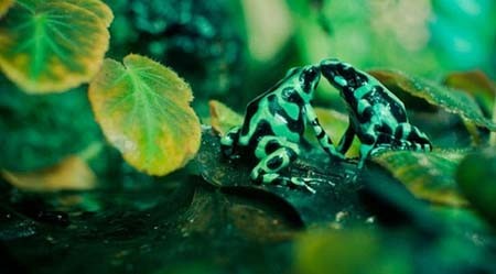 اخبار,اخبار گوناگون,عکس‌هایی از زیبایی و خشونت در حیات وحش
