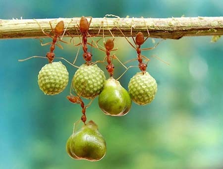 اخبار,اخبار گوناگون,عکس‌هایی از زیبایی و خشونت در حیات وحش
