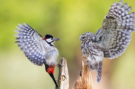 اخبار,اخبار گوناگون,عکس‌هایی از زیبایی و خشونت در حیات وحش