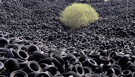 اخبار , اخبار گوناگون,رشد گیاهان در مناطق سرسخت,مناظر جالب و دیدنی