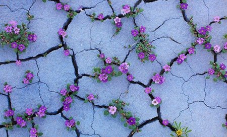 اخبار , اخبار گوناگون,رشد گیاهان در مناطق سرسخت,مناظر جالب و دیدنی