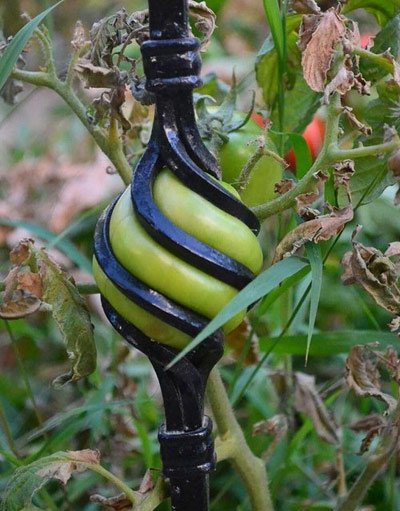 اخبار , اخبار گوناگون,رشد گیاهان در مناطق سرسخت,مناظر جالب و دیدنی