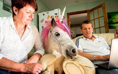 اخبار , اخبار گوناگون,اسب تک شاخ,تصاویر اسب تک شاخ