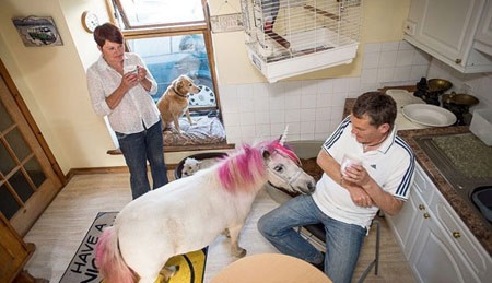 اخبار , اخبار گوناگون,اسب تک شاخ,تصاویر اسب تک شاخ