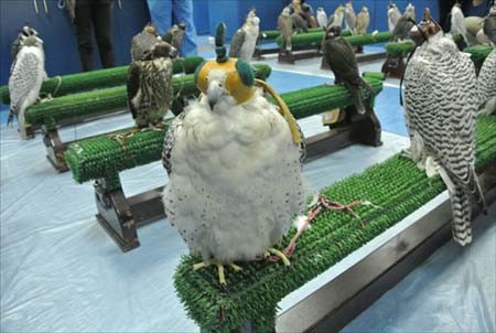 اخبار , اخبار گوناگون,تصاویر بیمارستان شاهین,بیمارستان شاهین در ابوظبی