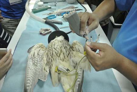 اخبار , اخبار گوناگون,تصاویر بیمارستان شاهین,بیمارستان شاهین در ابوظبی