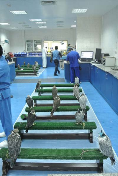 اخبار , اخبار گوناگون,تصاویر بیمارستان شاهین,بیمارستان شاهین در ابوظبی