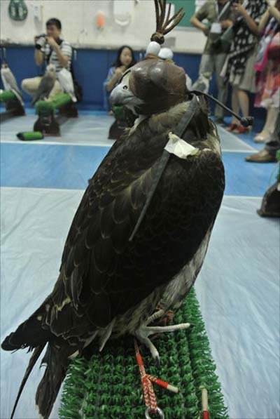 اخبار , اخبار گوناگون,تصاویر بیمارستان شاهین,بیمارستان شاهین در ابوظبی