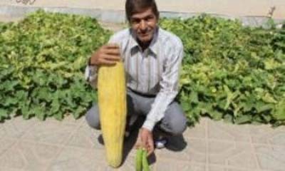 اخبار , اخبار گوناگون,خیار چنبر 88 سانتیمتری,تصاویر خیار چنبر 88 سانتیمتری