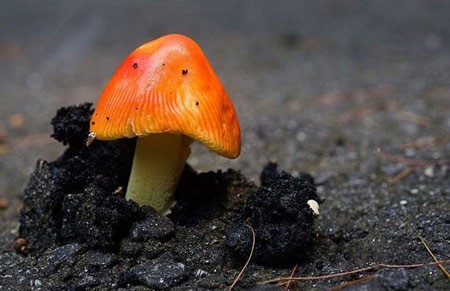 اخبار , اخبار گوناگون,رشد گیاهان در مناطق سرسخت,مناظر جالب و دیدنی