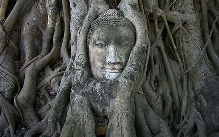 اخبار , اخبار گوناگون,رشد گیاهان در مناطق سرسخت,مناظر جالب و دیدنی