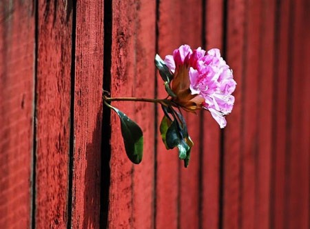اخبار , اخبار گوناگون,رشد گیاهان در مناطق سرسخت,مناظر جالب و دیدنی