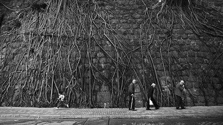 اخبار , اخبار گوناگون,رشد گیاهان در مناطق سرسخت,مناظر جالب و دیدنی