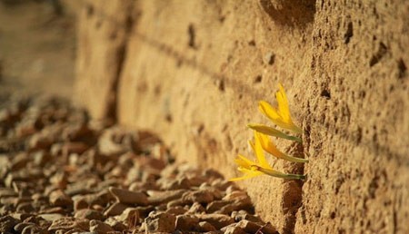 اخبار , اخبار گوناگون,رشد گیاهان در مناطق سرسخت,مناظر جالب و دیدنی