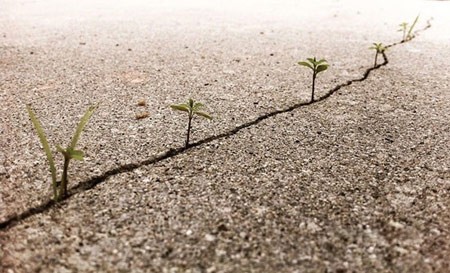 اخبار , اخبار گوناگون,رشد گیاهان در مناطق سرسخت,مناظر جالب و دیدنی