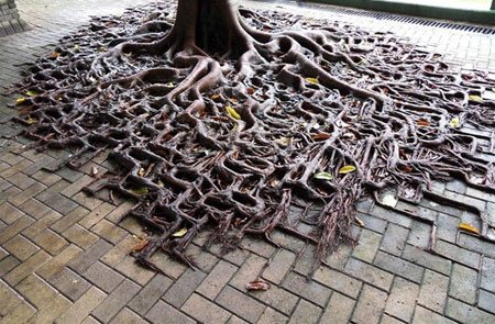 اخبار , اخبار گوناگون,رشد گیاهان در مناطق سرسخت,مناظر جالب و دیدنی