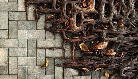 اخبار , اخبار گوناگون,رشد گیاهان در مناطق سرسخت,مناظر جالب و دیدنی