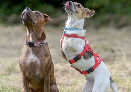 این سگ مانند دایناسورها راه می‌رود