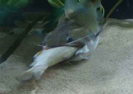 اخبار , اخبار گوناگون , گربه ماهی
