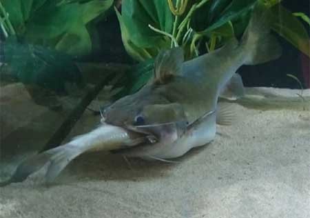 اخبار , اخبار گوناگون , گربه ماهی