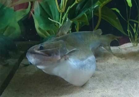 اخبار , اخبار گوناگون , گربه ماهی