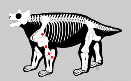 اخبار , اخبار گوناگون, فسیل زشت ترین گاو
