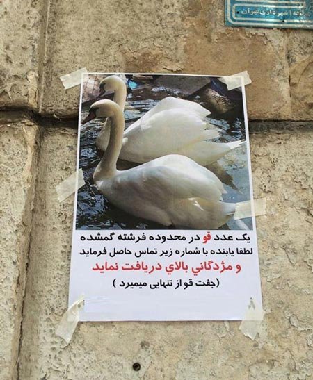 اخبار,اخبار گوناگون,قو