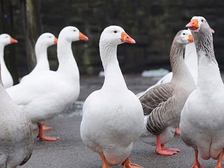 اخبار,اخبار گوناگون,رسم و رسوم عجیب چینی ها