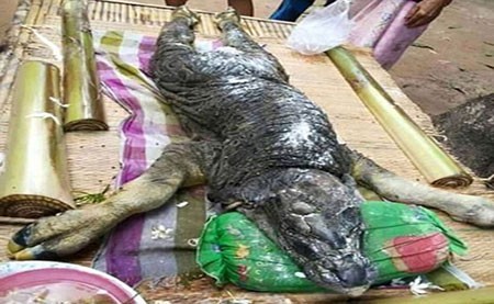 اخبار,اخبار گوناگون ,موجودات عجیب 