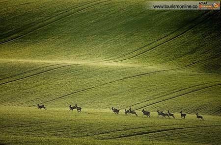 اخبار,اخبار گوناگون ,دشت بی نظیر در قلب اروپا