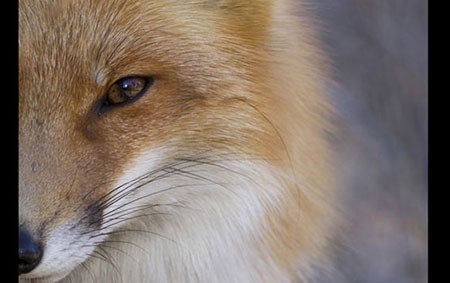 اخبار,اخبار گوناگون,مسابقه عکاسی نشنال ژئوگرافیک