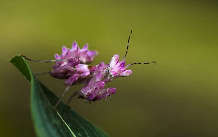 اخبار,اخبار گوناگون,مسابقه عکاسی نشنال ژئوگرافیک